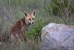 Tilki / Vulpes vulpes / Red Fox 